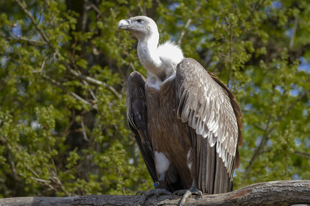 28-04-24_zoo-de-beauval, _MG_1125