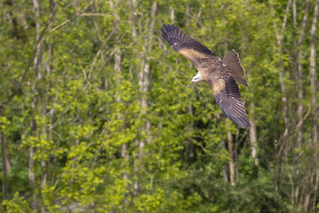 28-04-24_zoo-de-beauval, _MG_1132