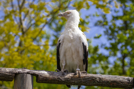 28-04-24_zoo-de-beauval, _MG_1134