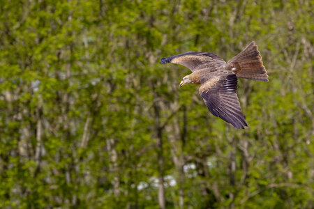 28-04-24_zoo-de-beauval, _MG_1136