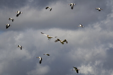 28-04-24_zoo-de-beauval, _MG_1138