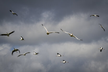 28-04-24_zoo-de-beauval, _MG_1139