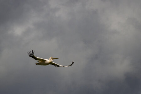 28-04-24_zoo-de-beauval, _MG_1140