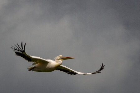 28-04-24_zoo-de-beauval, _MG_1140-2