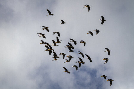 28-04-24_zoo-de-beauval, _MG_1145