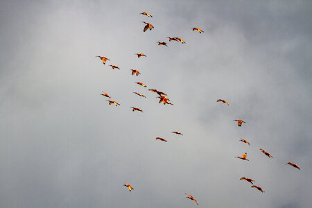 28-04-24_zoo-de-beauval, _MG_1150