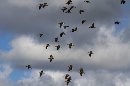 28-04-24_zoo-de-beauval, _MG_1159
