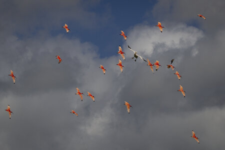 28-04-24_zoo-de-beauval, _MG_1161