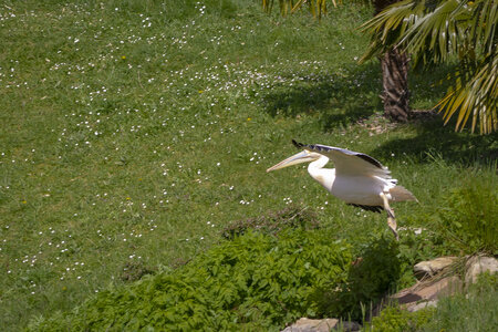 28-04-24_zoo-de-beauval, _MG_1162