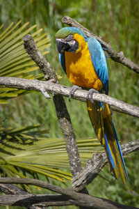 28-04-24_zoo-de-beauval, _MG_1164