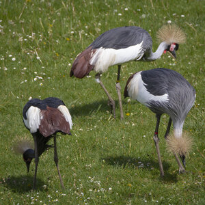 28-04-24_zoo-de-beauval, _MG_1165