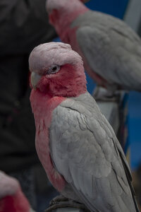 28-04-24_zoo-de-beauval, _MG_1167