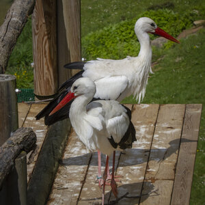 28-04-24_zoo-de-beauval, _MG_1168