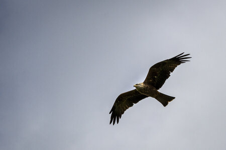 28-04-24_zoo-de-beauval, _MG_1170