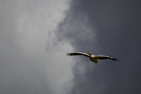 28-04-24_zoo-de-beauval, _MG_1174