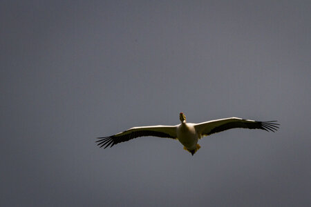 28-04-24_zoo-de-beauval, _MG_1176