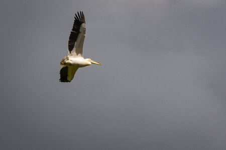 28-04-24_zoo-de-beauval, _MG_1178