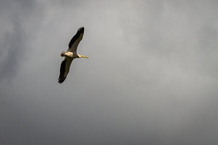 28-04-24_zoo-de-beauval, _MG_1179