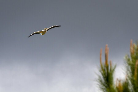 28-04-24_zoo-de-beauval, _MG_1183