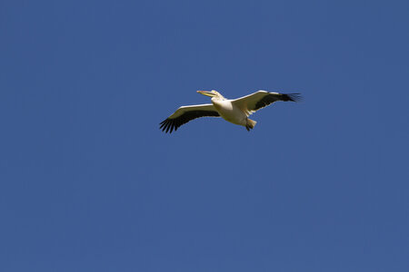 28-04-24_zoo-de-beauval, _MG_1189