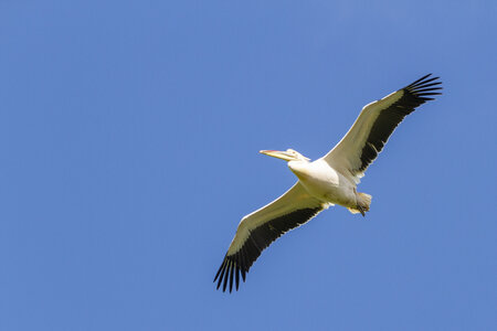 28-04-24_zoo-de-beauval, _MG_1190