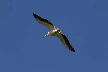28-04-24_zoo-de-beauval, _MG_1192