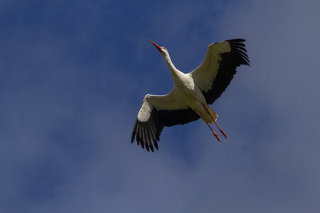 28-04-24_zoo-de-beauval, _MG_1193