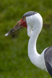 28-04-24_zoo-de-beauval, _MG_1196