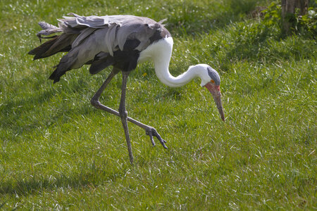 28-04-24_zoo-de-beauval, _MG_1201