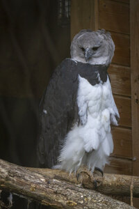 28-04-24_zoo-de-beauval, _MG_1202
