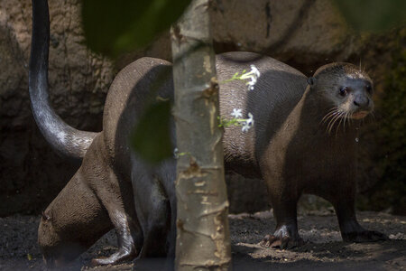 28-04-24_zoo-de-beauval, _MG_1204