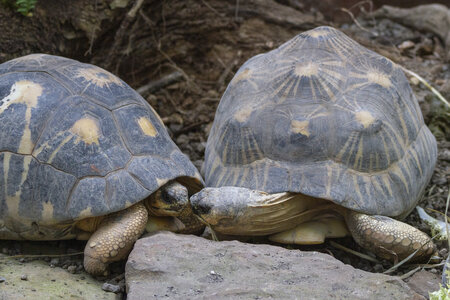 28-04-24_zoo-de-beauval, _MG_1214