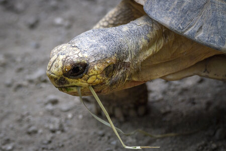 28-04-24_zoo-de-beauval, _MG_1216