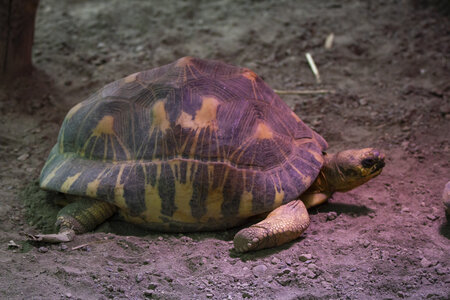 28-04-24_zoo-de-beauval, _MG_1217