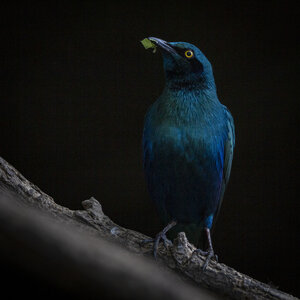 28-04-24_zoo-de-beauval, _MG_1223