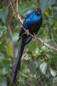 28-04-24_zoo-de-beauval, _MG_1224-Modifier