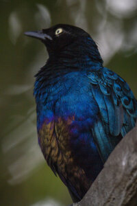 28-04-24_zoo-de-beauval, _MG_1226