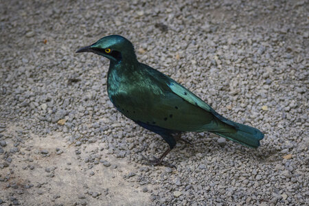 28-04-24_zoo-de-beauval, _MG_1228