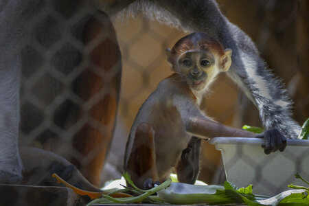 28-04-24_zoo-de-beauval, _MG_1233