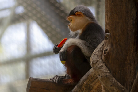 28-04-24_zoo-de-beauval, _MG_1236