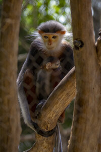 28-04-24_zoo-de-beauval, _MG_1238