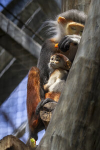 28-04-24_zoo-de-beauval, _MG_1241