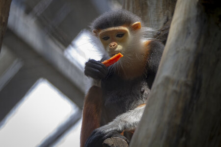 28-04-24_zoo-de-beauval, _MG_1243
