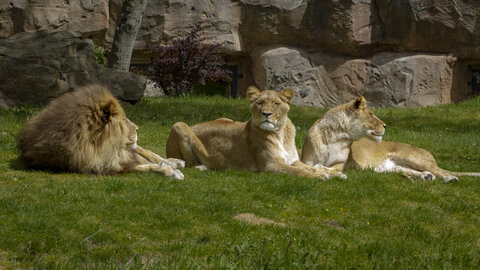 28-04-24_zoo-de-beauval, _MG_1255