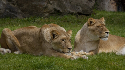 28-04-24_zoo-de-beauval, _MG_1256