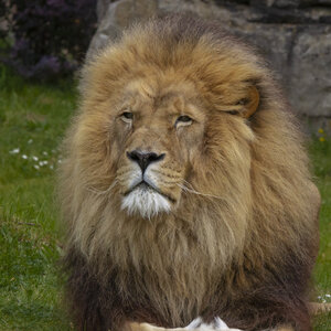 28-04-24_zoo-de-beauval, _MG_1257