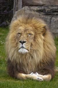 28-04-24_zoo-de-beauval, _MG_1258