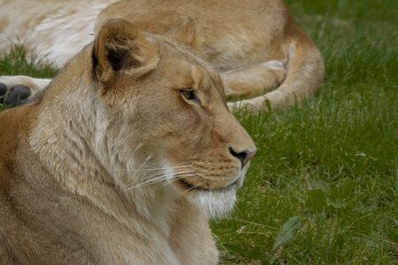 28-04-24_zoo-de-beauval, _MG_1260