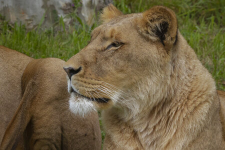 28-04-24_zoo-de-beauval, _MG_1261