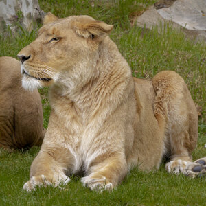 28-04-24_zoo-de-beauval, _MG_1263
